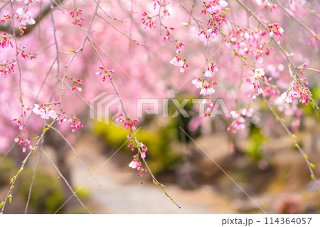枝垂れ桜の名所「下垣しだれ桜公園」（兵庫県三田市藍本）※作品コメント欄に撮影位置 114364057