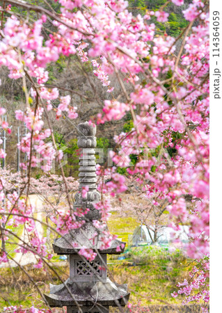 枝垂れ桜の名所「下垣しだれ桜公園」（兵庫県三田市藍本）※作品コメント欄に撮影位置 114364059
