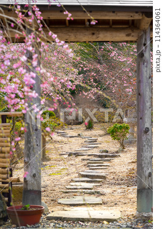枝垂れ桜の名所「下垣しだれ桜公園」（兵庫県三田市藍本）※作品コメント欄に撮影位置 114364061