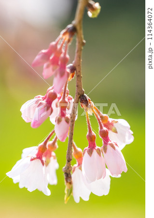 枝垂れ桜の名所「下垣しだれ桜公園」（兵庫県三田市藍本）※作品コメント欄に撮影位置 114364072