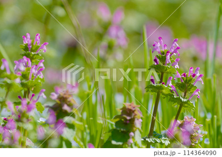 シソ科一年草ホトケノザの開花 シソ科一年草ホトケノザの開花 114364090