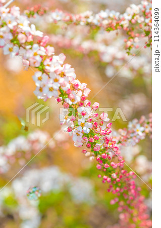 枝垂れ桜の名所「下垣しだれ桜公園」ピンクのユキヤナギ(兵庫県三田市藍本)※作品コメント欄に撮影位置 枝垂れ桜の名所「下垣しだれ桜公園」ピンクのユキヤナギ(兵庫県三田市藍本)※作品コメント欄に撮影位置 114364099