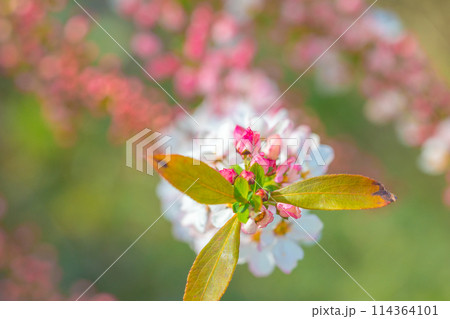 枝垂れ桜の名所「下垣しだれ桜公園」ピンクのユキヤナギ（兵庫県三田市藍本）※作品コメント欄に撮影位置 114364101