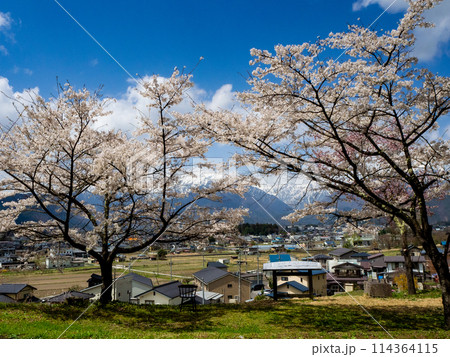 満開の桜と残雪の北アルプス 満開の桜と残雪の北アルプス 114364115