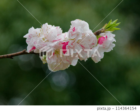 バラ科ハナモモの開花 114364154