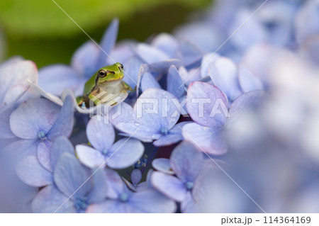 紫陽花の花とカエル 114364169