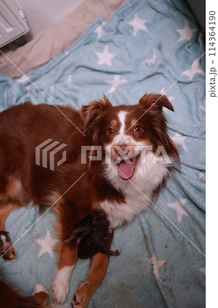 Miniature Australian Shepherd dog in red-tri color is laying on a blue blanket with a star pattern 114364190