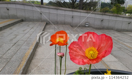 poppy poppy 114364252