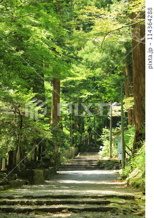 大雄山最乗寺 境内にて三門から本殿を目指す(日本 神奈川県南足柄市) 大雄山最乗寺 境内にて三門から本殿を目指す(日本 神奈川県南足柄市) 114364288