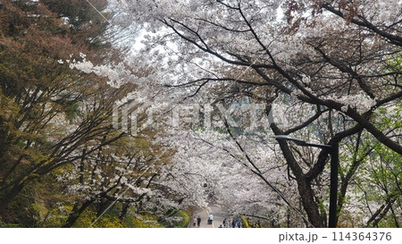 spring cherry blossoms 114364376
