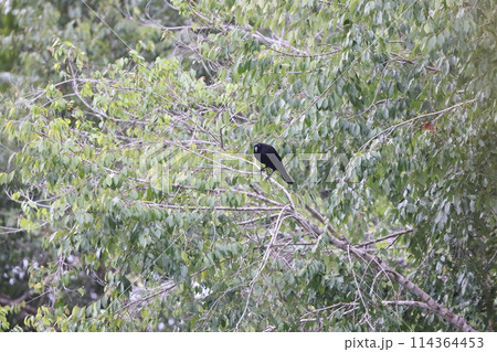 オオコウウチョウ 114364453