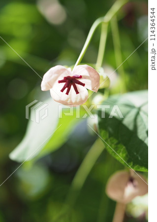 アケビの花 アケビの花 114364544