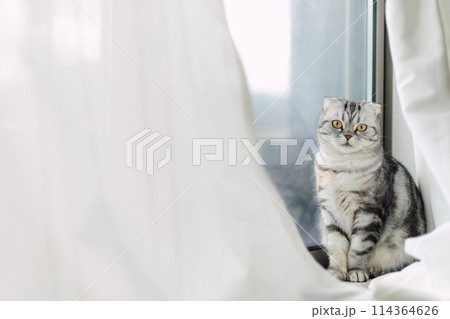 窓辺でカメラ目線をする猫 114364626