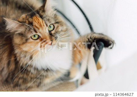 レースのカーテンと猫 114364627