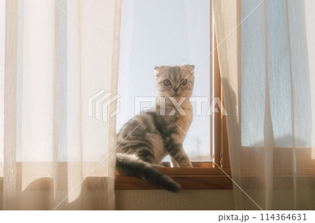 窓辺からこちらを見る子猫 窓辺からこちらを見る子猫 114364631