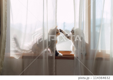 窓辺でじゃれ合う子猫たち 窓辺でじゃれ合う子猫たち 114364632