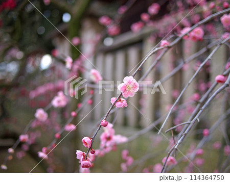 道明寺天満宮の梅 114364750