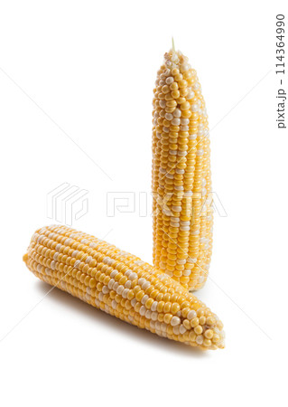 Two ears of sweet corn isolated on a white background.. Two ears of sweet corn isolated on a white background.. 114364990