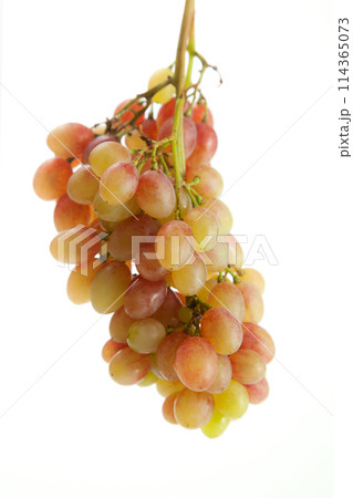 Bunch of organic pink grapes isolated on white background. 114365073