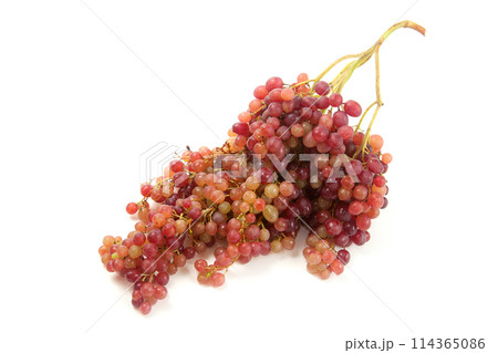 Bunch of organic pink grapes isolated on white background. 114365086