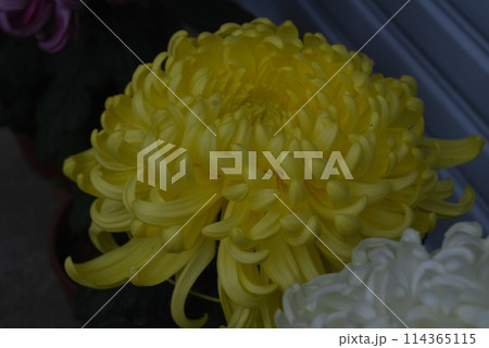 黄色の大輪の菊 114365115