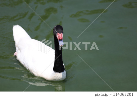 The black neck and White goose in river 114365201