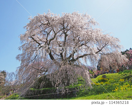 又兵衛桜 又兵衛桜 114365218