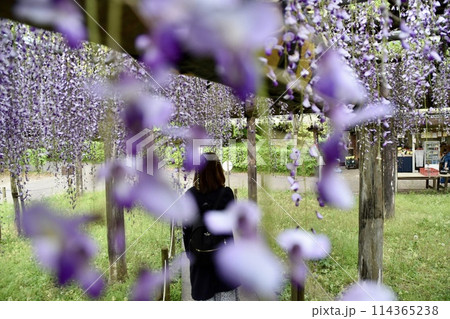 クローズアップされた藤の花 クローズアップされた藤の花 114365238