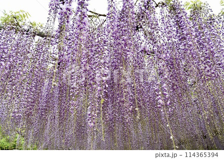 4月に薬師池公園に咲く藤の花 114365394