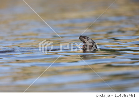 オオカワウソ オオカワウソ 114365461