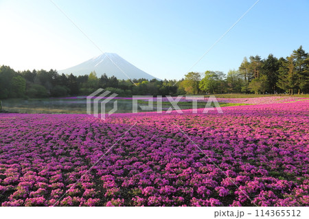 〈 富士芝桜まつり 〉 山梨県富士河口湖町・富士本栖湖リゾート 114365512
