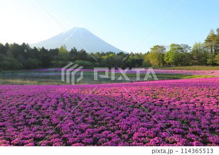〈 富士芝桜まつり 〉 山梨県富士河口湖町・富士本栖湖リゾート 114365513