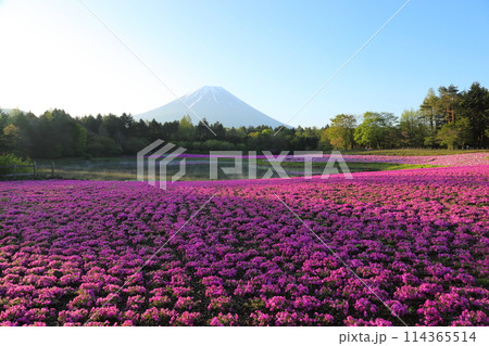 〈 富士芝桜まつり 〉 山梨県富士河口湖町・富士本栖湖リゾート 〈 富士芝桜まつり 〉 山梨県富士河口湖町・富士本栖湖リゾート 114365514