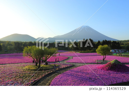 〈 富士芝桜まつり 〉 山梨県富士河口湖町・富士本栖湖リゾート 114365529