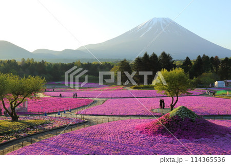 〈 富士芝桜まつり 〉 山梨県富士河口湖町・富士本栖湖リゾート 114365536