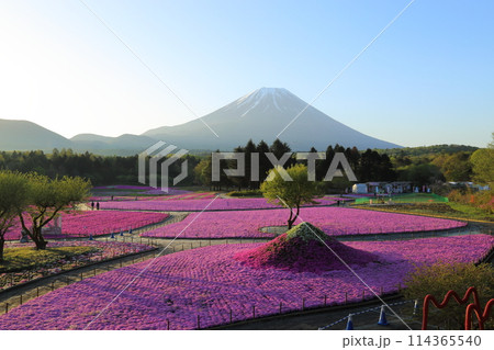 〈 富士芝桜まつり 〉 山梨県富士河口湖町・富士本栖湖リゾート 〈 富士芝桜まつり 〉 山梨県富士河口湖町・富士本栖湖リゾート 114365540