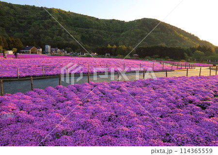 〈 富士芝桜まつり 〉 山梨県富士河口湖町・富士本栖湖リゾート 114365559