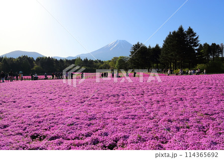 〈 富士芝桜まつり 〉 山梨県富士河口湖町・富士本栖湖リゾート 〈 富士芝桜まつり 〉 山梨県富士河口湖町・富士本栖湖リゾート 114365692
