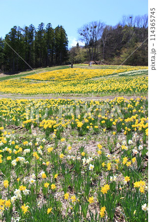 ノルンみなかみ・すいせん祭り 114365745