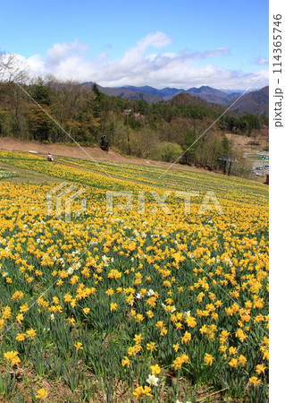 ノルンみなかみ・すいせん祭り 114365746