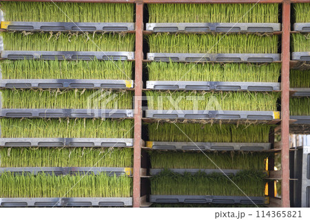 苗箱運搬 114365821