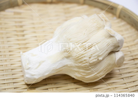 バイリング はくれい茸 114365840