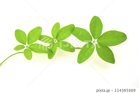 五葉の装い 114365889