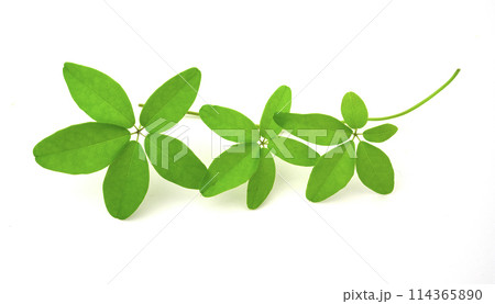 五葉の装い 114365890