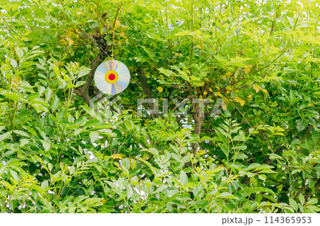 鳥よけのCDをぶら下げたシマトネリコ 114365953