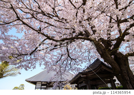 斎藤茂吉菩提寺　宝泉寺の桜　上山市　山形県 114365954