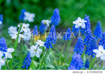 満開のムスカリとハナニラのコラボ情景 満開のムスカリとハナニラのコラボ情景 114366038