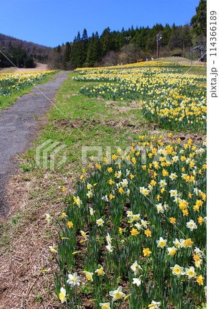 ノルンみなかみ・すいせん祭り 114366189