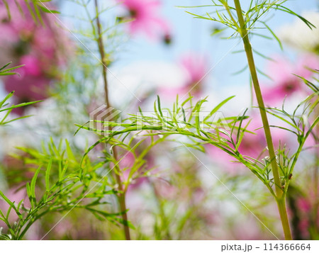 秋桜の葉 114366664