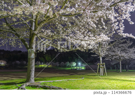 夜桜の名所 真夜中の桜山公園(兵庫県姫路市太市中)※作品コメント欄に撮影位置 夜桜の名所 真夜中の桜山公園(兵庫県姫路市太市中)※作品コメント欄に撮影位置 114366676